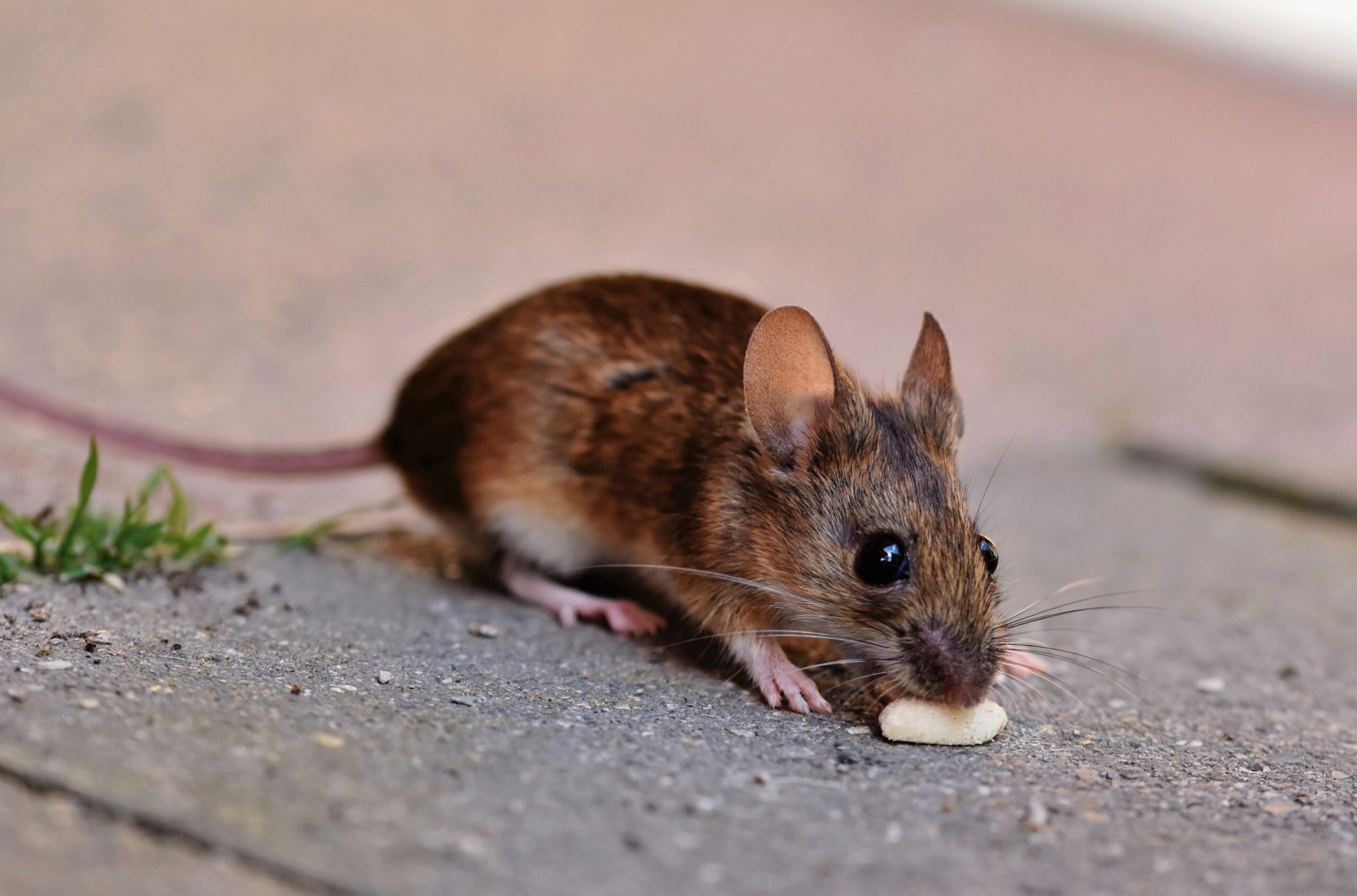 souris dans une maison